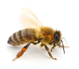 Bee on white.