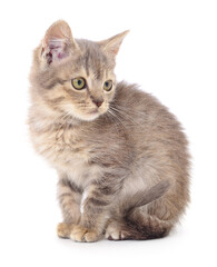 Kitten on white background.