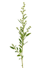 Artemisia vulgaris, common mugwort flower