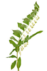 Polygonatum, Solomon's seal flowers