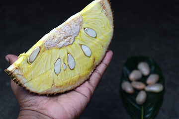 jackfruit with hand and seed for eat