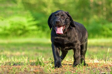 black labrador puppy
