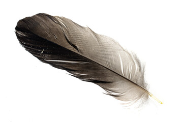 gray bird feather on the white isolated background