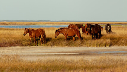 A herd of horses in the steppes of Ukraine. The Kinburn spit
