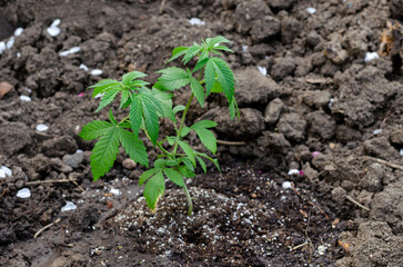 Young plant of cannabis growing in earth.