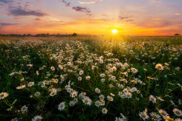 Beautiful summer sunrise over wild daisy flowers meadow