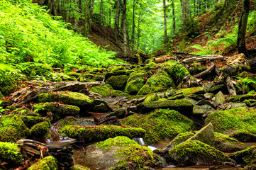 Forest stream in the mountains. Bieszczady National Park, Carpathians, Poland.
