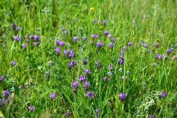 purple flowers in green grass on meadow in sunny day