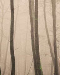 trees and fog