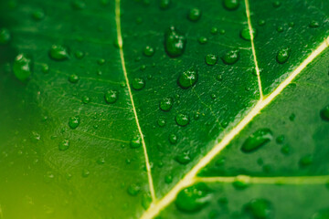 Many beautiful transparent rain dew water drops on fresh leaf. Abstract macro real photo cute wallpaper. Nature lines art. Extremely close vein texture cell structure. Bright green yellow background