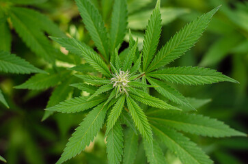 beautiful blooming of marijuana plant flowers in autumn