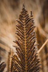 close up of fern