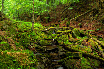 Forest stream in the mountains. Bieszczady National Park, Carpathians, Poland.