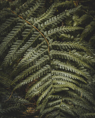 fern leaves