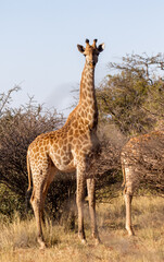 Giraffe on a game farm, South Africa