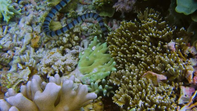 Banded sea krait sea snake swimming over coral reef in the Raja Ampat islands, West Papua