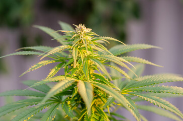 beautiful blooming of marijuana plant flowers in autumn