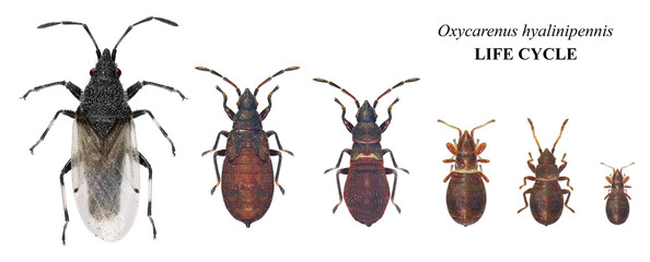 Cotton bug or seed bug, Oxycarenus hyalinipennis (Hemiptera: Lygaeidae). Life cycle. Development...