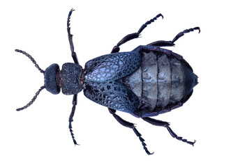 Common oil beetle or blister beetle, Meloe cavensis (Coleoptera: Meloidae) isolated on a white background