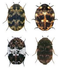 Skin beetles (larder, hide or leather, carpet, khapra) (Coleoptera: Dermestidae). Isolated on a white background