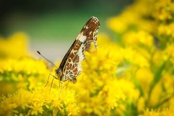 butterfly on flower