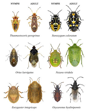 Bug species of Mediterranean Region (Insects of the order Hemiptera). Development stages. Nymph and adult. Isolated on a white background