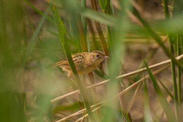 bird on the grass