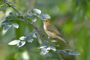 The common chiffchaff (Phylloscopus collybita) sits on a branch of wild rose