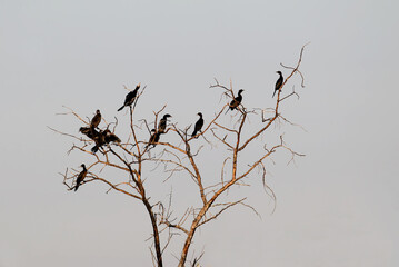 A small flock of littlel cormorants sits on a dry tree against the sky