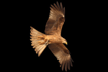 Black kite in flight from bottom isolated on black background