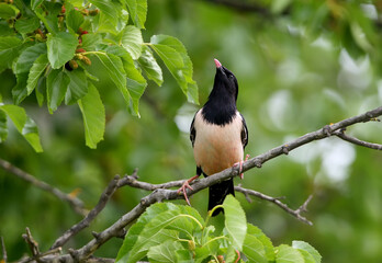 Rose starlings eat mulberries on tree branches