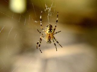 Garden spider close-up sitting on a web