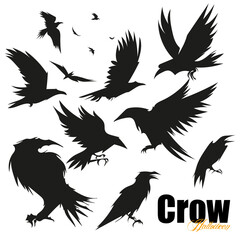 Plakat Set of black raven bird in different poses cartoon crow design flat vector animal illustration isolated on white background. Vector illustration