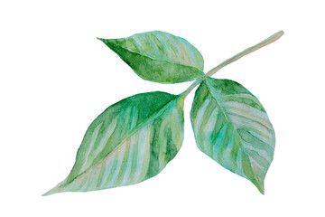 Image of a pretty hand-drawn watercolor leaf icon