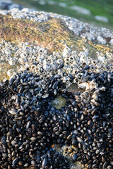 Seepocken und Muscheln auf einem Felsen