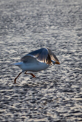 Möwe beim Anlauf 