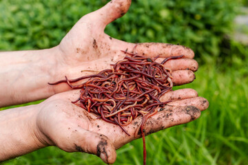 Breeding red worms Dendrobena. fertile soil. natural soil improvement. Fishing worms. Worms in the...