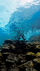 Underwater photography art of a school of fish at the surface in beautiful light. From a scuba dive in Thailand.