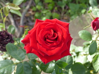 red rose in garden
