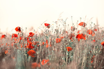 Kwiaty czerwonych maków polnych. Letnie kwitnące kwiaty. Czerwony mak polny na bezdrożach....