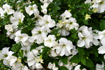 white flowers in the garden near the house 
