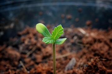 Picture of cannabis seedlings in pots