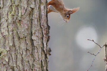 Eichhörnchen klettert mit aufgestellten Ohren einen Baum herunter