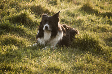 Boarder collie looking upset