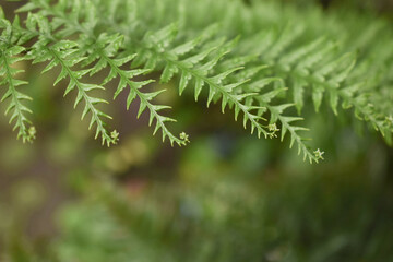 green background of close up 