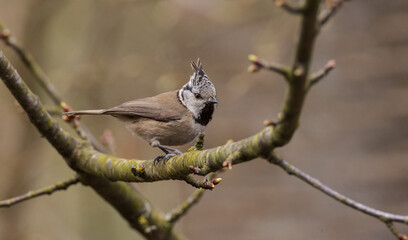  European crested tit(Lophophanes cristatus) and sparrow