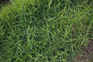 Not focus and noise images, Green grass background. Rural in countryside. Sunny summer day. Green field of grass