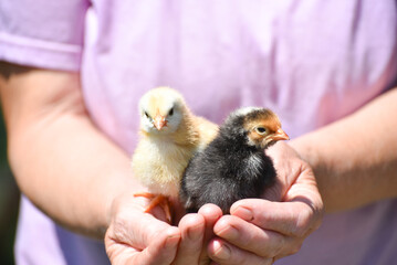 Two newborn chicks in human hands, fluffy cute chicks photo