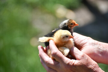 Two newborn chicks in human hands, fluffy cute chicks photo