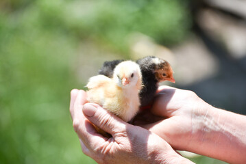 Two newborn chicks in human hands, fluffy cute chicks photo